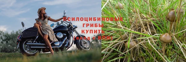 PSILOCYBIN Богородицк